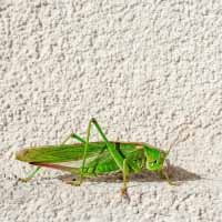 Cricket Insect Control